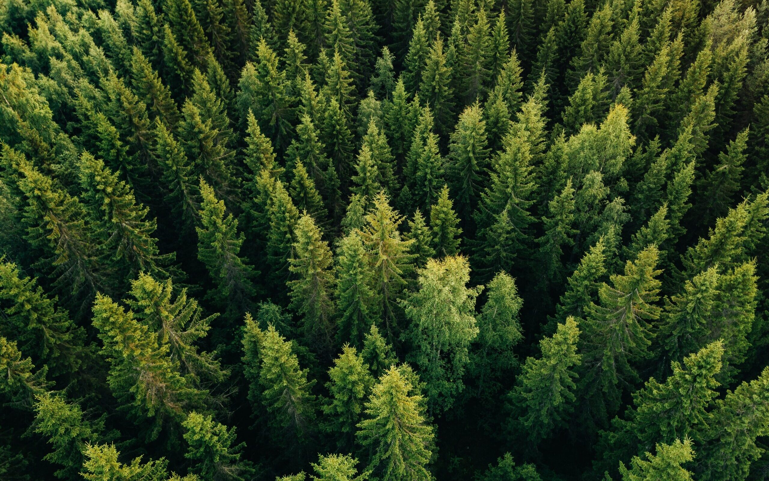 Ansicht aus der Vogelperspektive auf einen Wald, für SITECs Baumpflanzaktionen