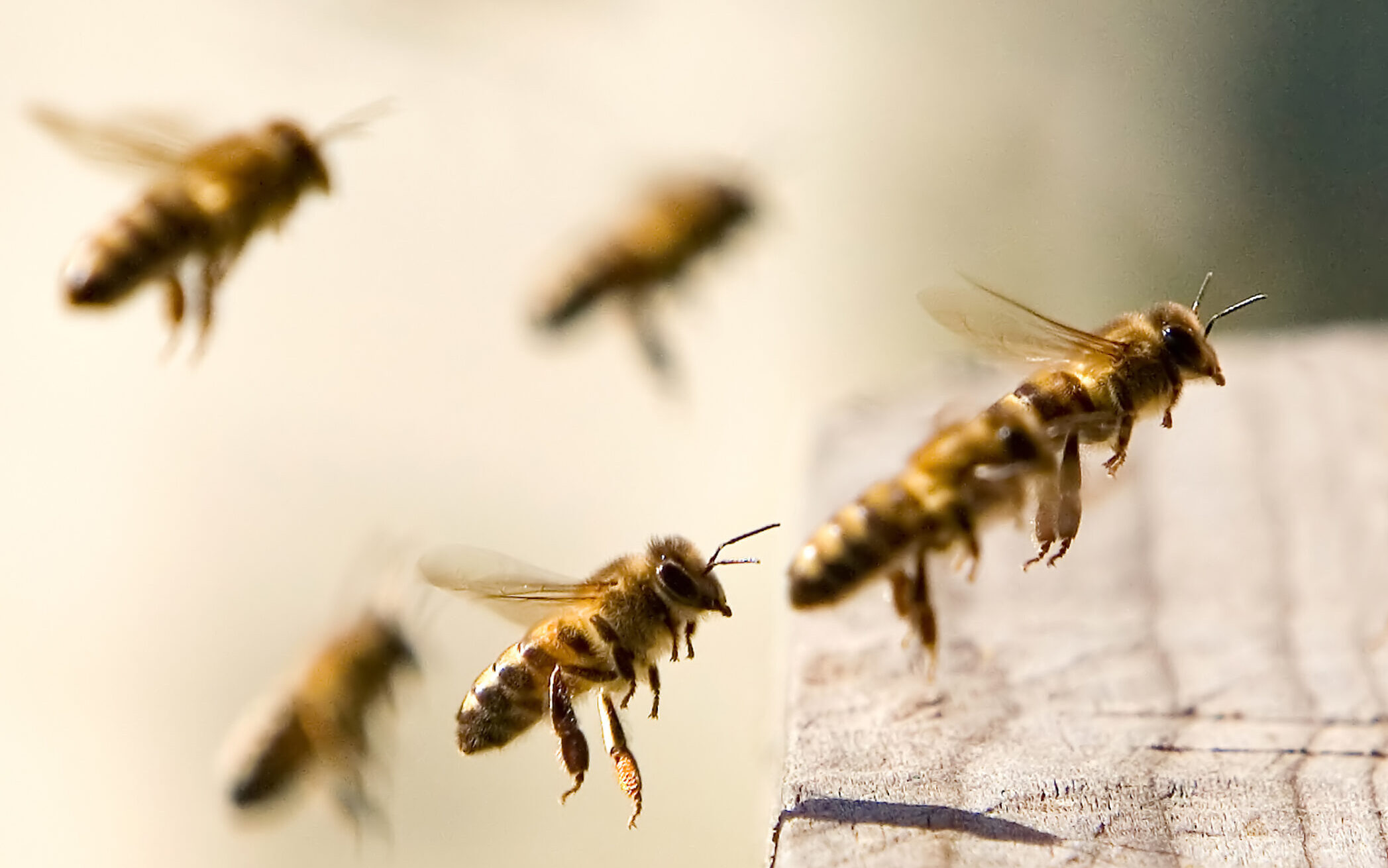 Eigenes Bienenvolk auf dem SITEC Firmengelände